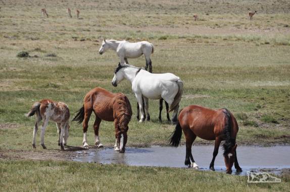 Cavalos bebem água tranquilamente nos campos da região da Cueva de Las Manos, no sul da patagônia, na Argentina